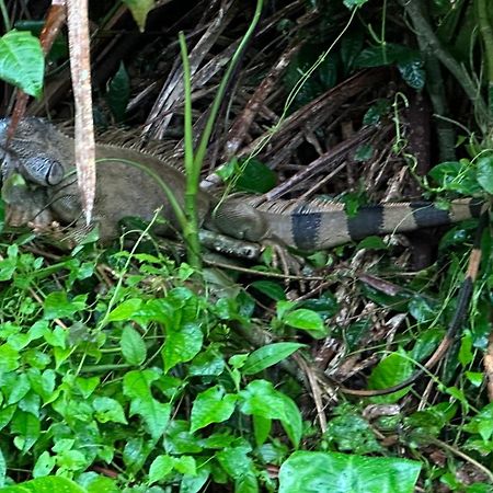 Natural Experience House Tortuguero Luaran gambar