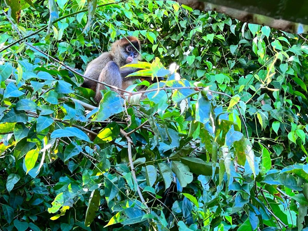 Natural Experience House Tortuguero Luaran gambar