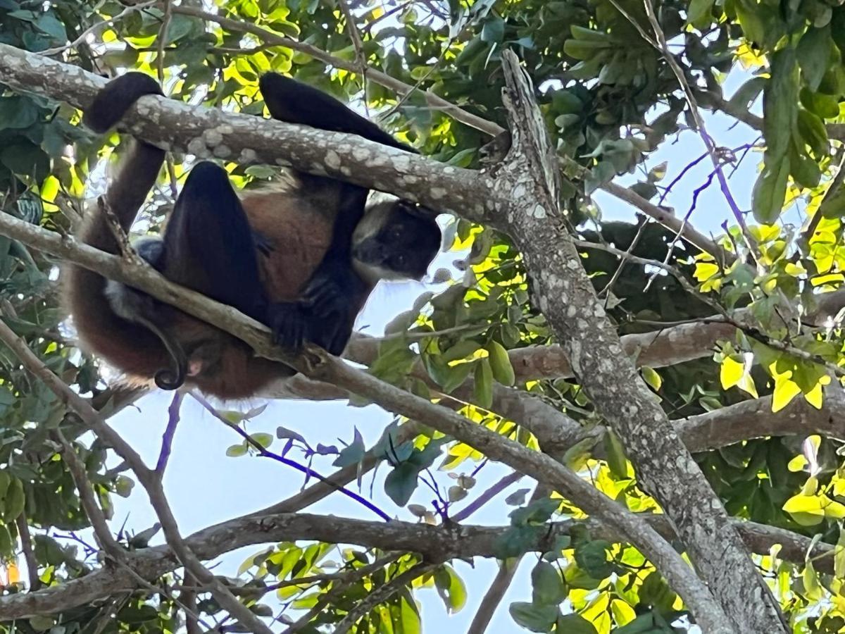 Natural Experience House Tortuguero Luaran gambar