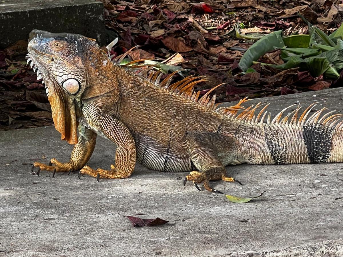 Natural Experience House Tortuguero Luaran gambar
