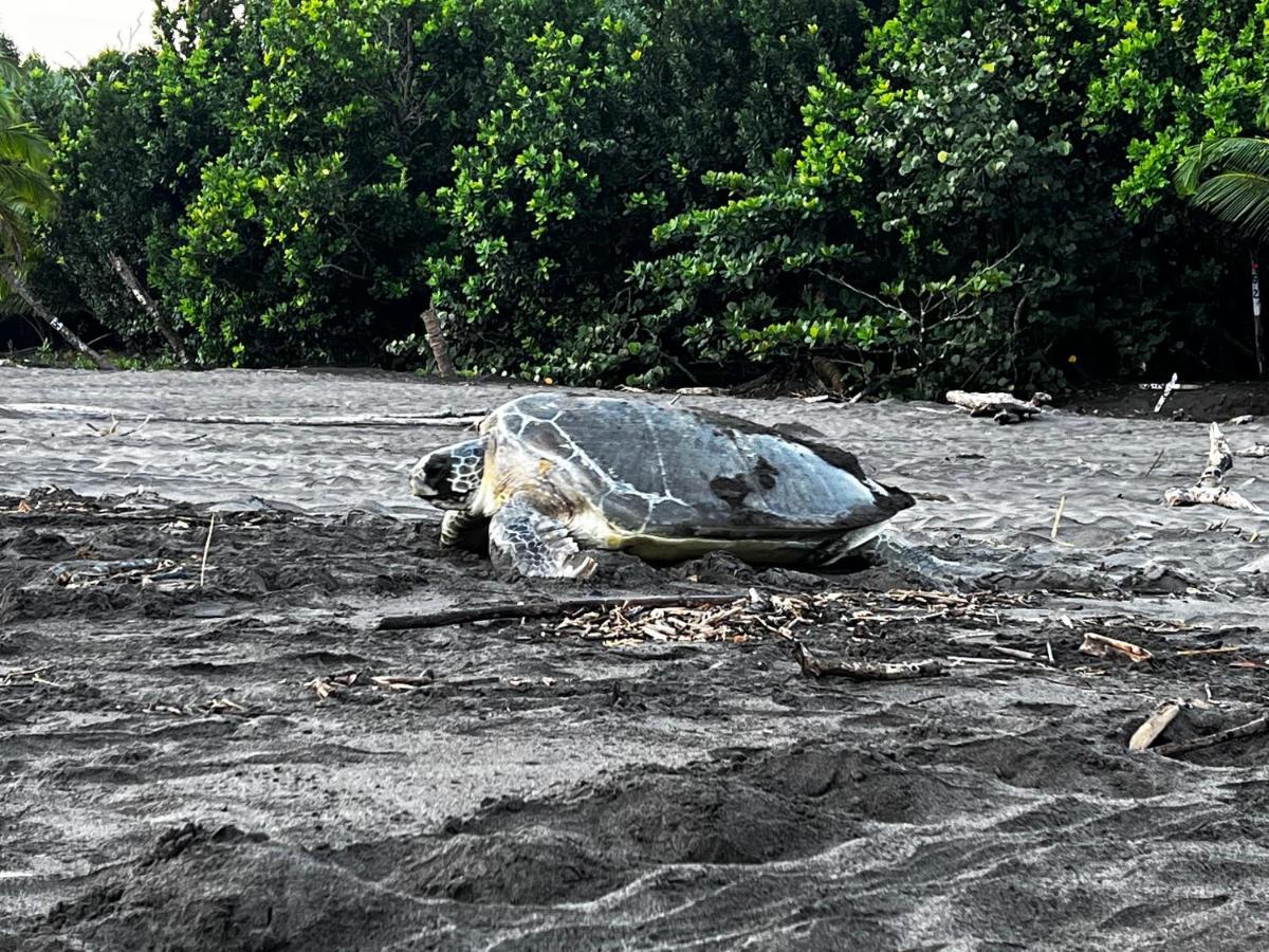Natural Experience House Tortuguero Luaran gambar