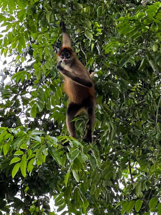 Natural Experience House Tortuguero Luaran gambar