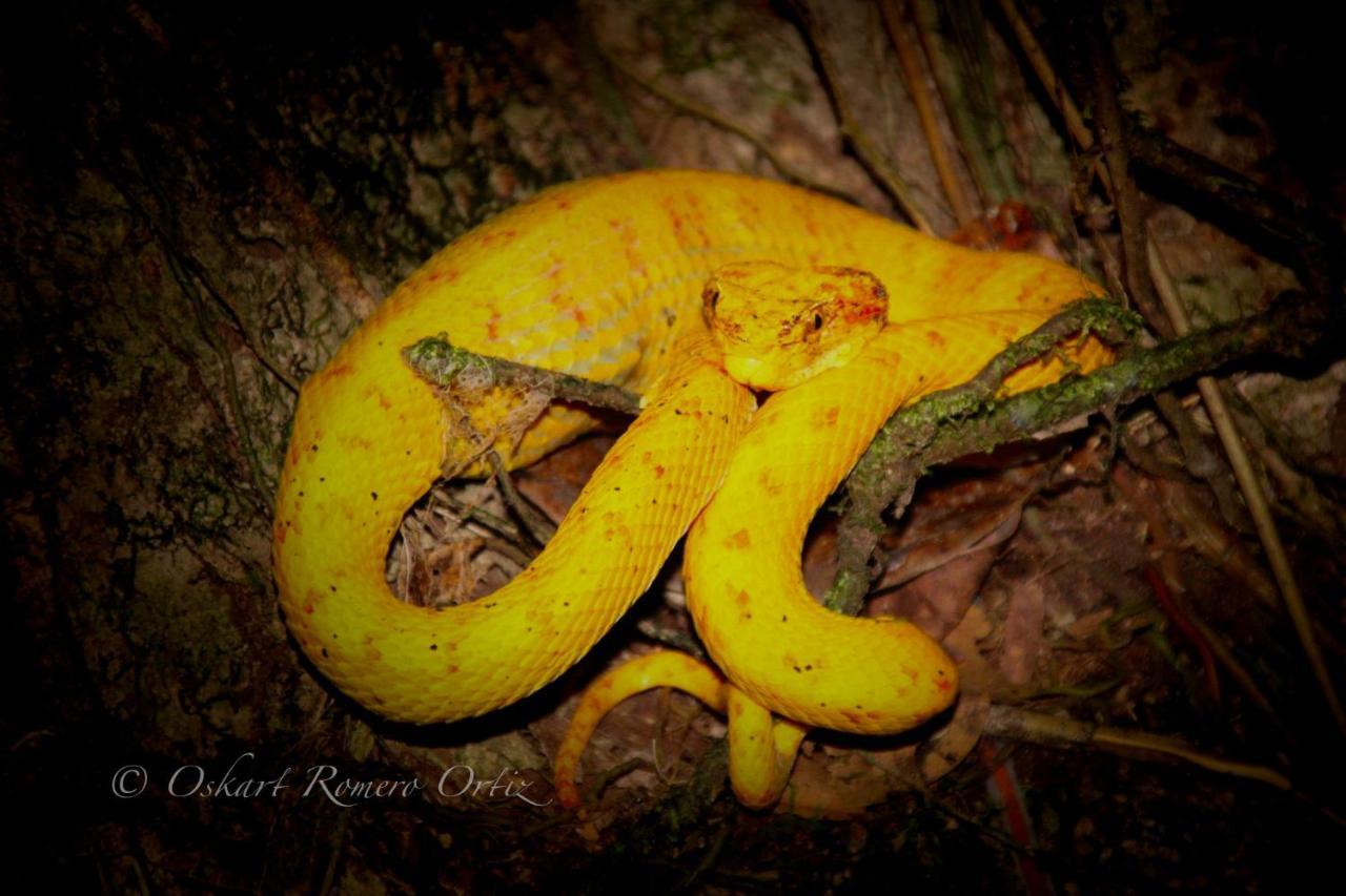Natural Experience House Tortuguero Luaran gambar