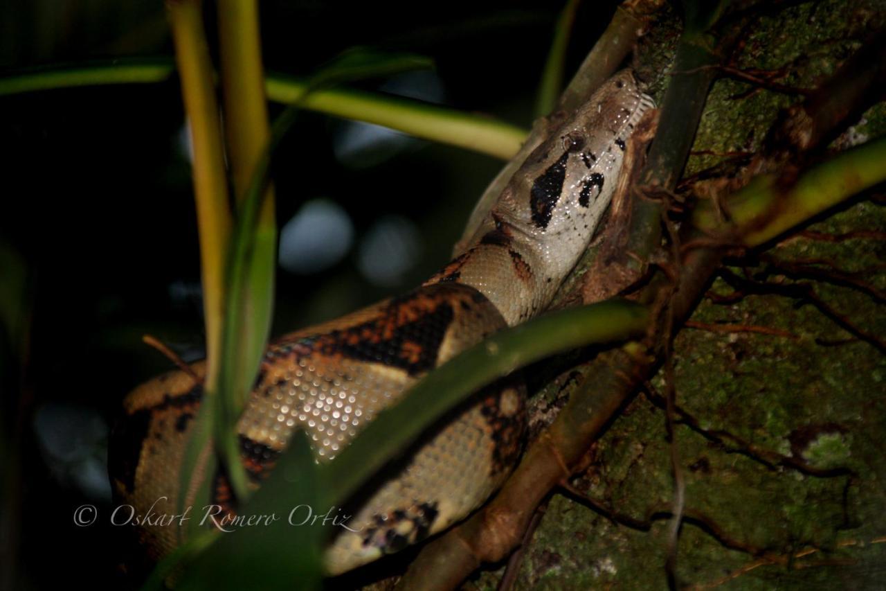 Natural Experience House Tortuguero Luaran gambar
